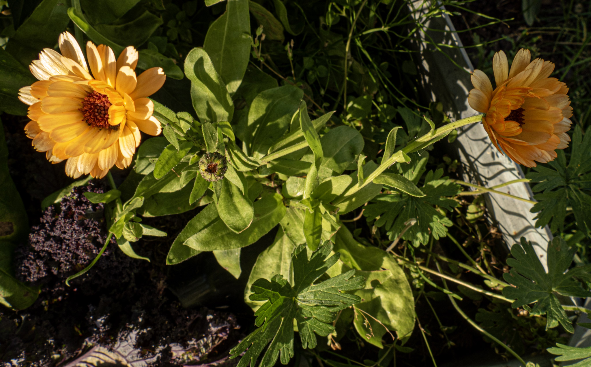 Ringblomma (Calendula officinalis)